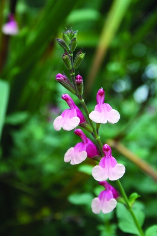 Image of Salvia 'Shell Dancer' PPAFtaken at Juniper Level Botanic Gdn, NC by JLBG