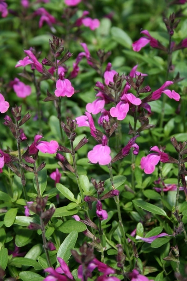 is salvia a lavender plant Salvia Stampede Lavender