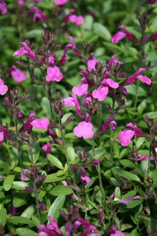 Image of Salvia 'Stampede Lavender'taken at Juniper Level Botanic Gdn, NC by JLBG