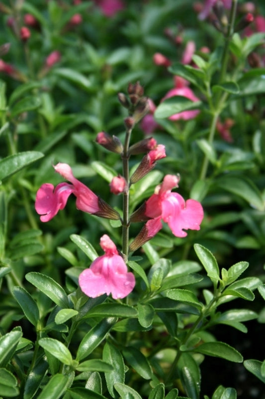 Image of Salvia 'Stampede Punch'taken at Juniper Level Botanic Gdn, NC by JLBG