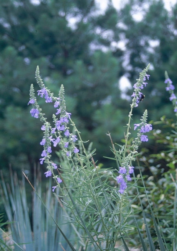 Image of Salvia azurea 'Nekan'|Juniper Level Botanic Gdn, NC|JLBG