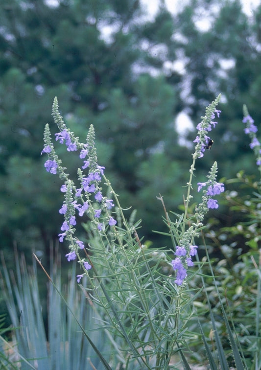 Image of Salvia azurea 'Nekan'|Juniper Level Botanic Gdn, NC|JLBG