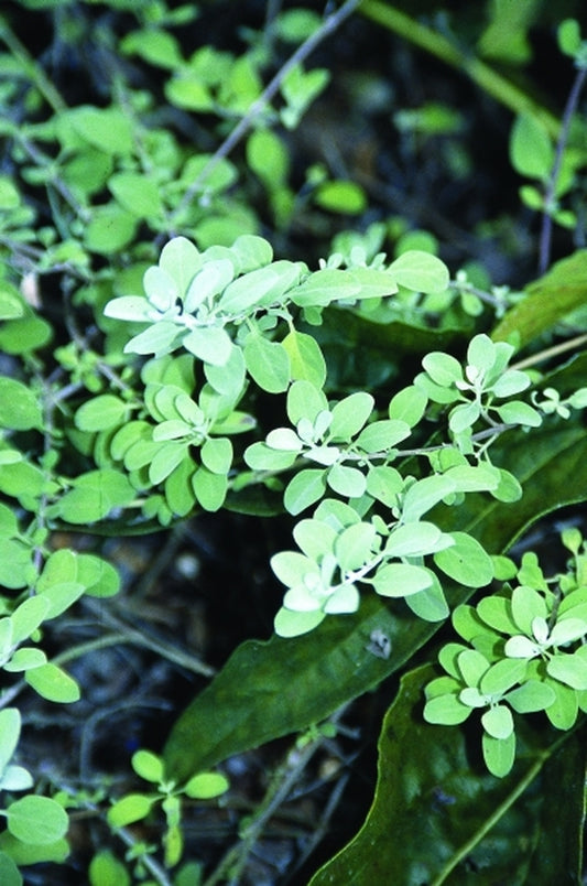 Image of Salvia chionophylla|Juniper Level Botanic Gdn, NC|JLBG