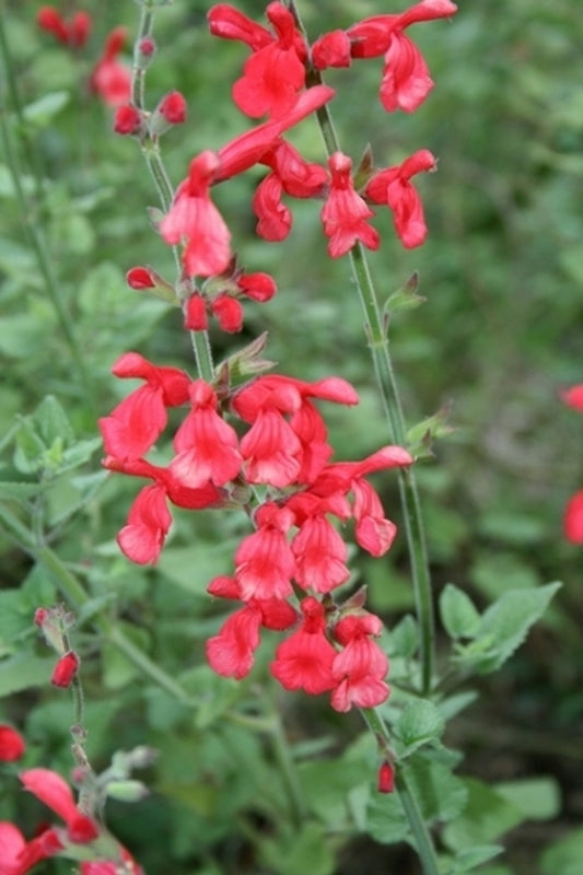 Image of Salvia darcyitaken at Juniper Level Botanic Gdn, NC by JLBG