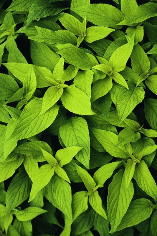 Image of Salvia elegans 'Golden Delicious' PP 17,977|Juniper Level Botanic Gdn, NC|JLBG