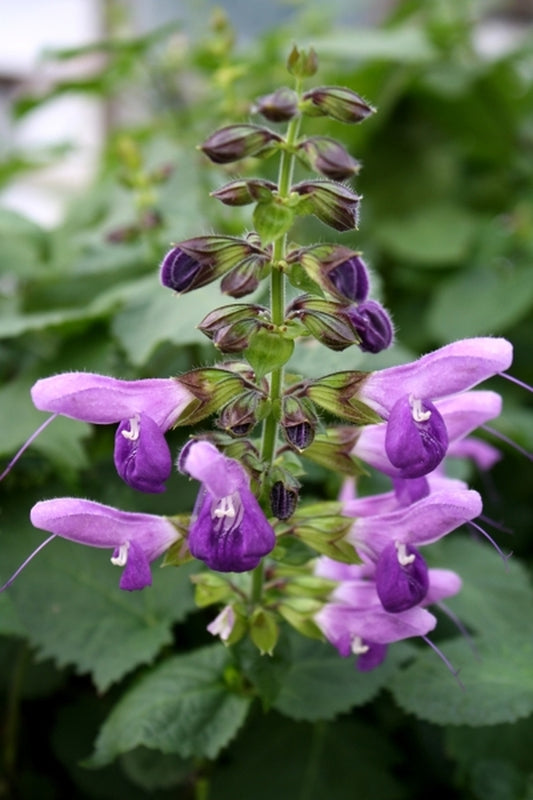 Image of Salvia glabrescens 'Shi Ho'taken at Juniper Level Botanic Gdn, NC by JLBG