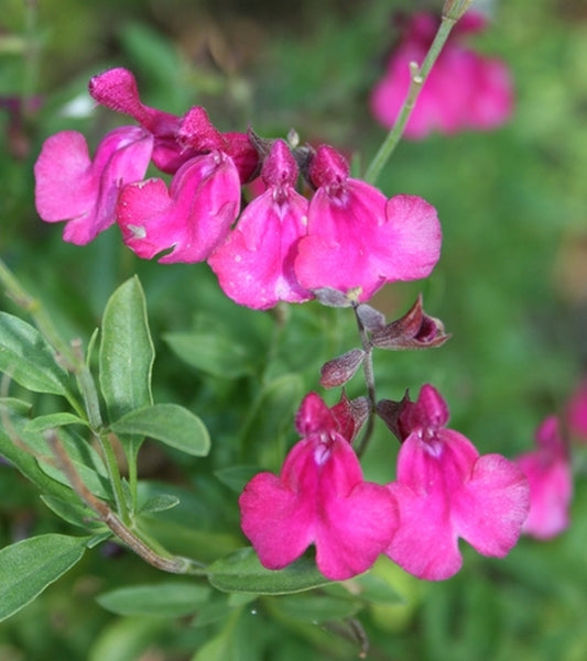 Image of Salvia greggii 'Dark Dancer'