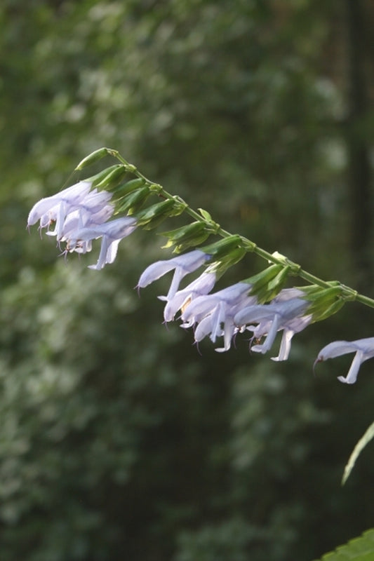 Image of Salvia guaranitica 'Argentina Skies'|Juniper Level Botanic Gdn, NC|JLBG