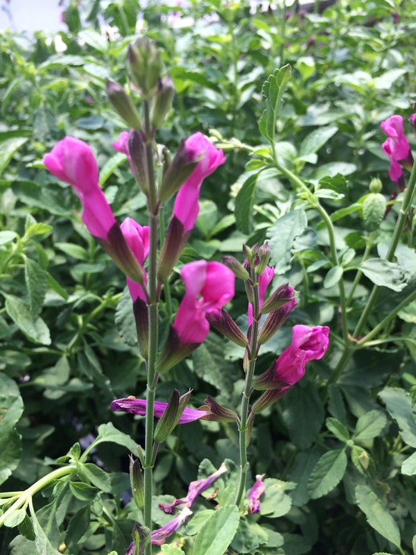 Image of Salvia x jamensis 'Sparkle' PP 24,154 by C. Hardison