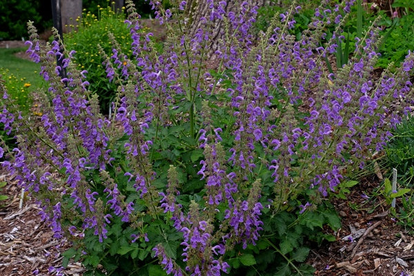 Image of Salvia miltiorrhiza ||
