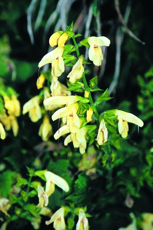 Image of Salvia nipponica BSWJ5829|Juniper Level Botanic Gdn, NC|JLBG