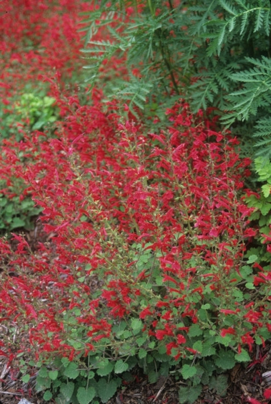 Image of Salvia roemeriana 'Hot Trumpets'|Juniper Level Botanic Gdn, NC|JLBG
