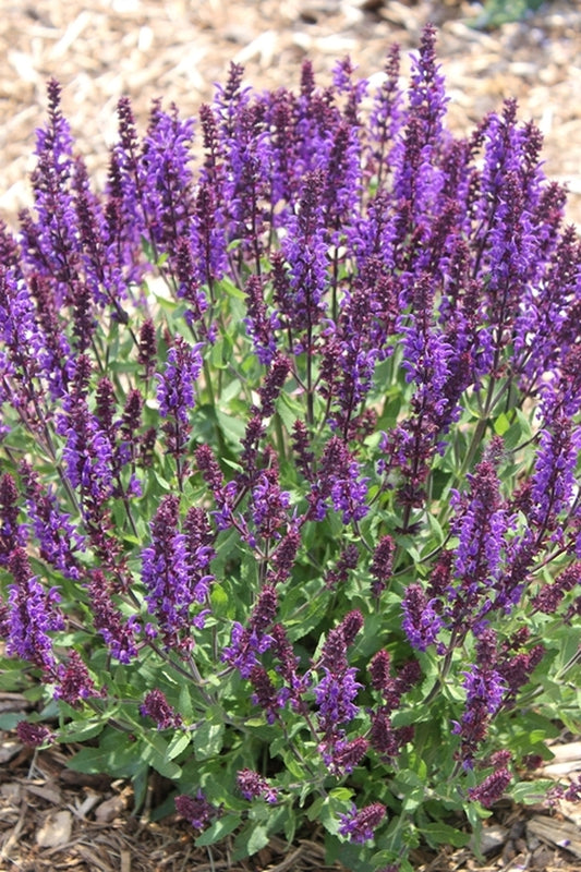 Image of Salvia x sylvestris 'Blueberry Beret' PPAF|Walters Gardens, MI|