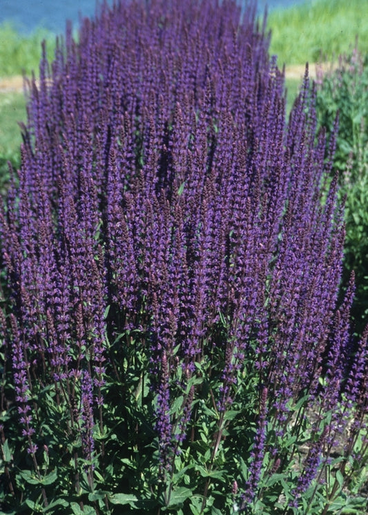 Image of Salvia x sylvestris 'Caradonna'|Chicago Botanic Gdn, IL|