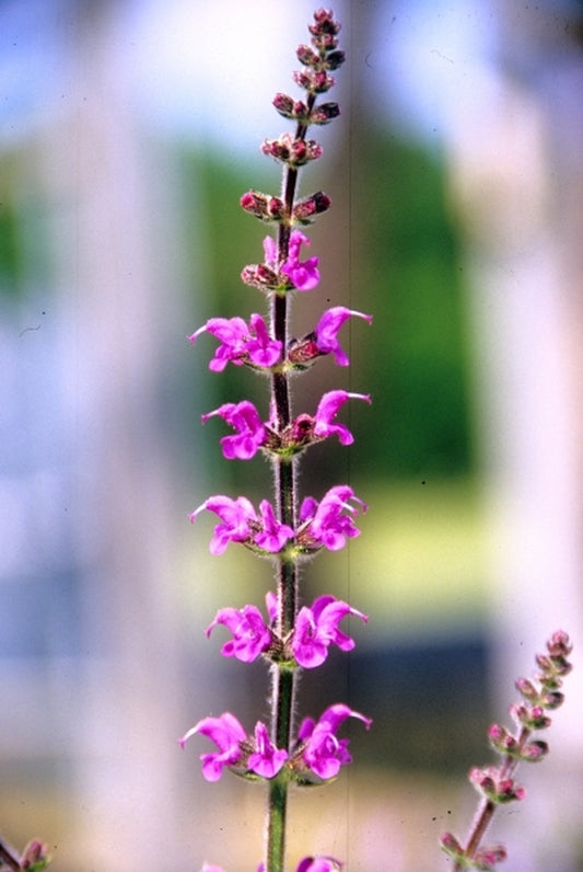 Image of Salvia x sylvestris 'Royal Crimson Distinction'|Juniper Level Botanic Gdn, NC|JLBG