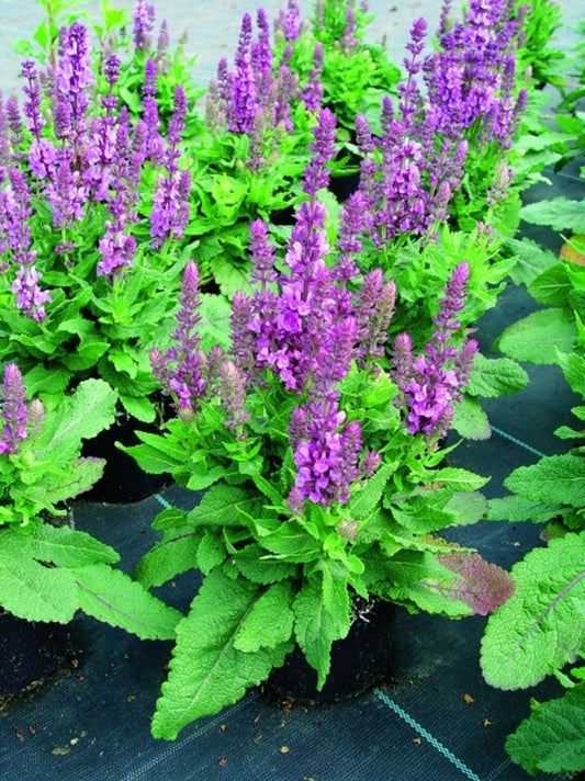 Image of Salvia x sylvestris 'Sensation Rose' PP 18,230|Rijnbeek Nsy, Netherlands|N. Rijnbeek