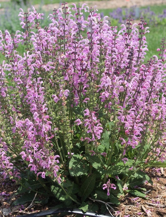 Image of Salvia x sylvestris 'Sweet 16' PP 24,312|Juniper Level Botanic Gdn, NC|JLBG