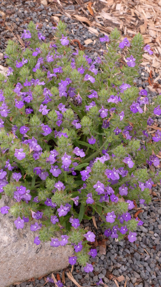 Image of Salvia texana taken at Juniper Level Botanic Gdn, NC by JLBG