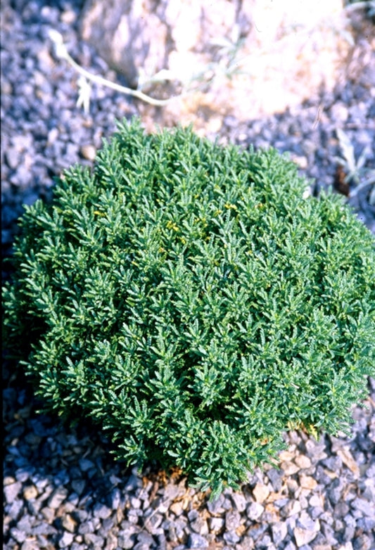 Image of Santolina chamaecyparis 'Little Nicky'|Juniper Level Botanic Gdn, NC|JLBG