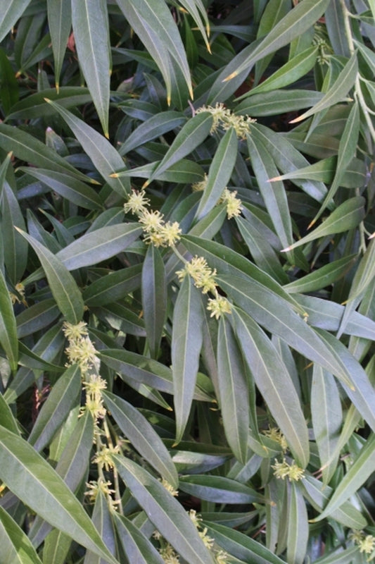 Image of Sarcococca saligna|Juniper Level Botanic Gdn, NC|JLBG