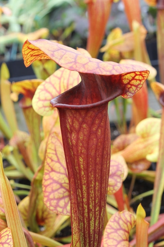 Image of Sarracenia 'Abandoned Hope'|Juniper Level Botanic Gdn, NC|JLBG