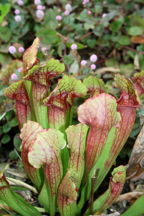Image of Sarracenia 'Lovebug'|Juniper Level Botanic Gdn, NC|JLBG