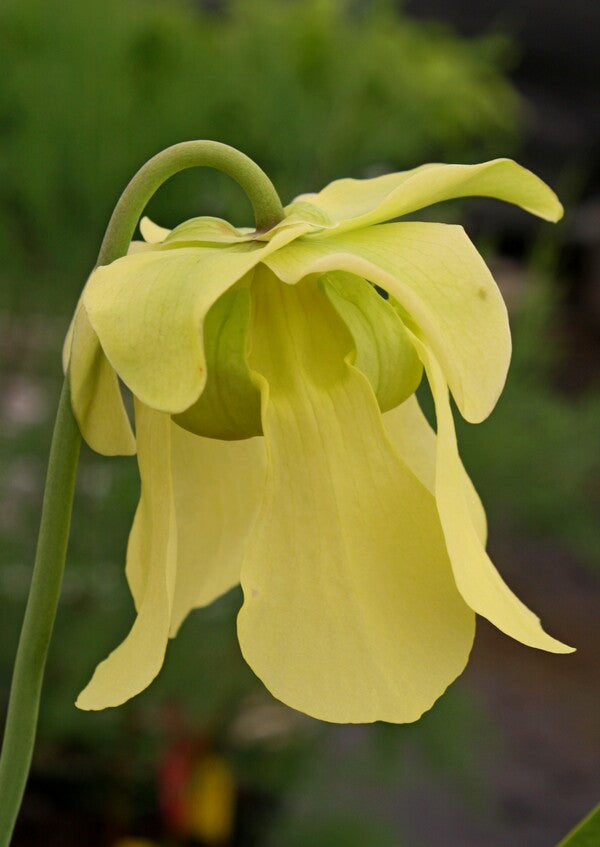 Image of Sarracenia alata 'Purple Peeper'||