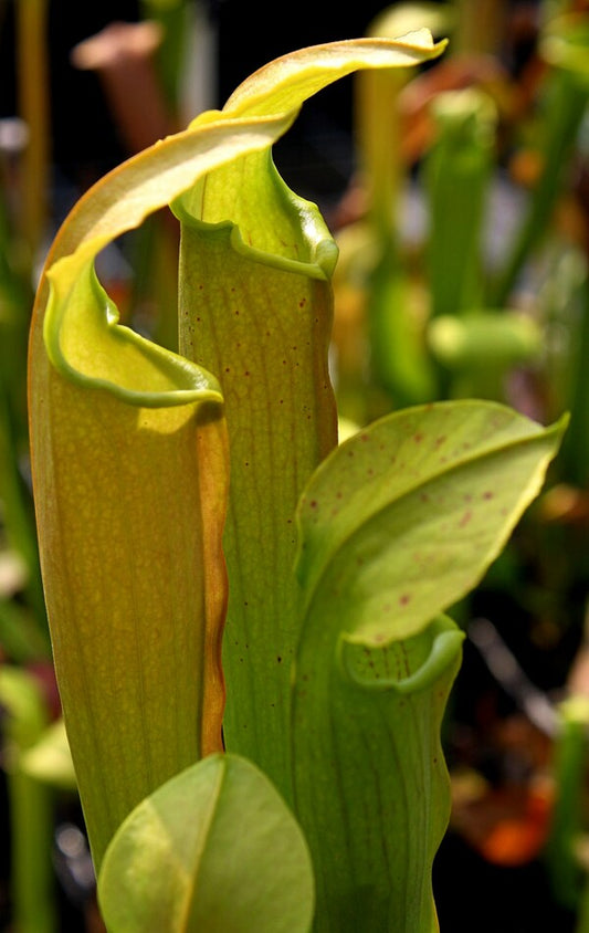 Image of Sarracenia alata||