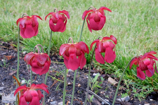 Image of Sarracenia x areolata|Juniper Level Botanic Gdn, NC|JLBG