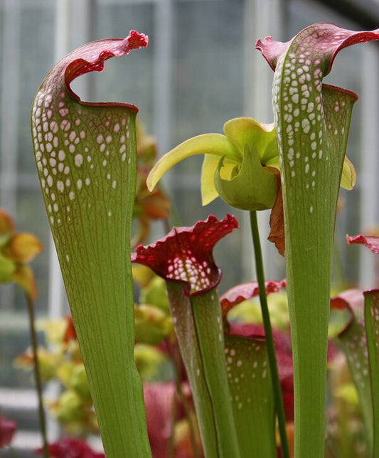 Image of Sarracenia x excellens|Juniper Level Botanic Gdn, NC|JLBG