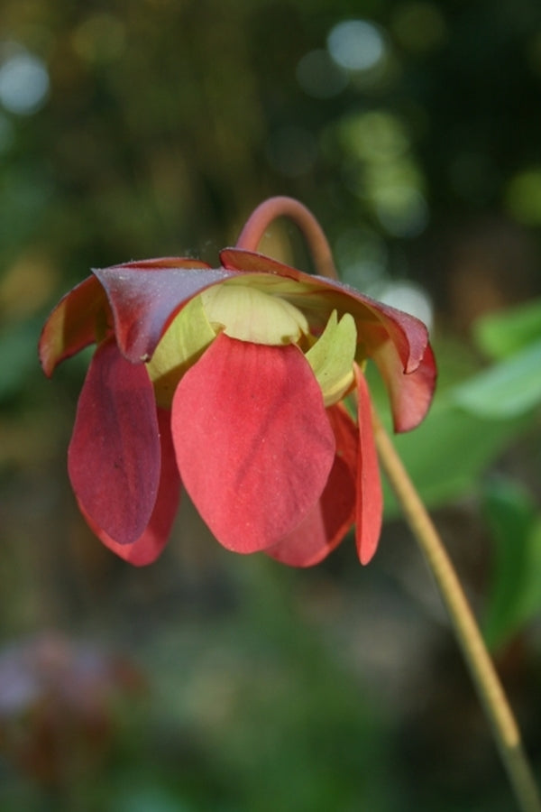 Image of Sarracenia x exornata|Juniper Level Botanic Gdn, NC|JLBG