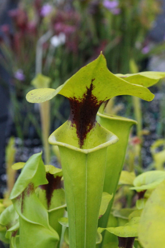 Image of Sarracenia flava 'Black Ascot'taken at Juniper Level Botanic Gdn, NC by JLBG
