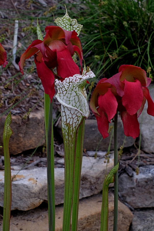 Image of Sarracenia leucophylla 'Sumter'||