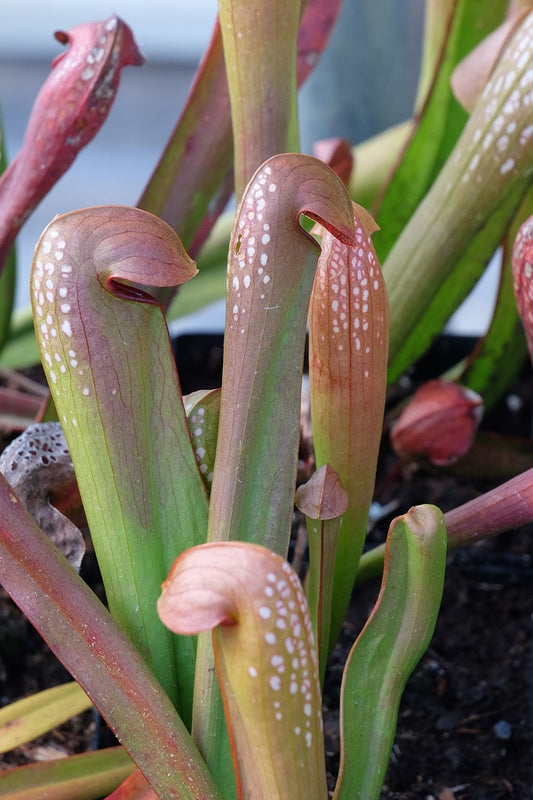 Image of Sarracenia minor||