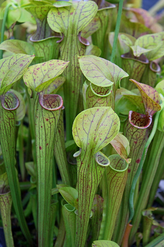 Image of Sarracenia oreophila NOT OUTSIDE NC||