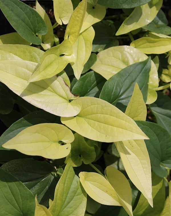 Image of Saururus cernuus 'Hertford Gold'||