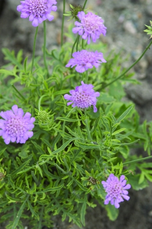 Image of Scabiosa 'Pink Lemonade' PP 17,094|Walters Gardens, MI|www.perennialresource.com