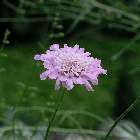 Image of Scabiosa columbaria 'Flutter Rose Pink' PP 27,809|Juniper Level Botanic Gdn, NC|JLBG