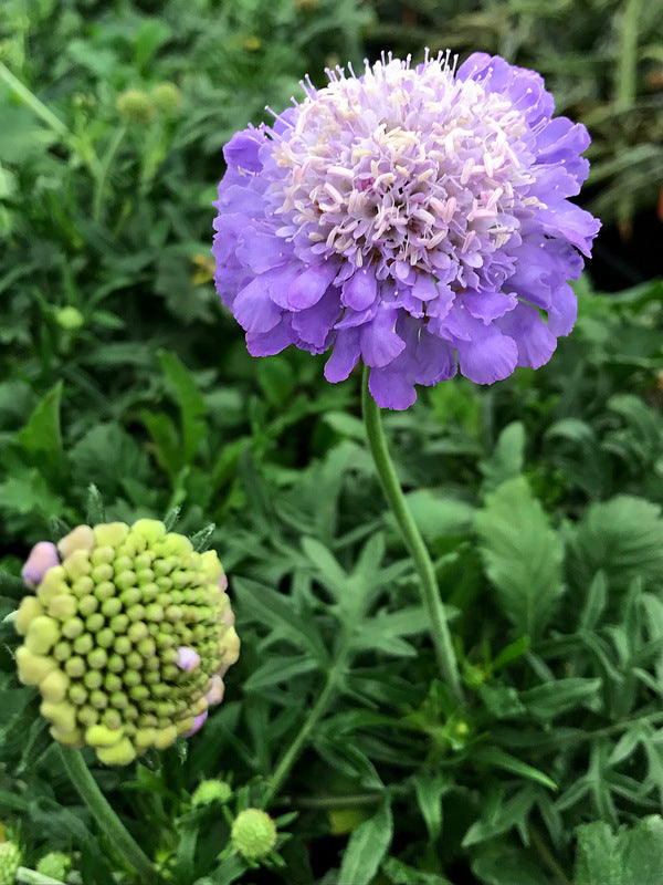 Image of Scabiosa columbaria 'Mariposa Blue' PP 24,652|Juniper Level Botanic Gdn, NC|C. Hardison
