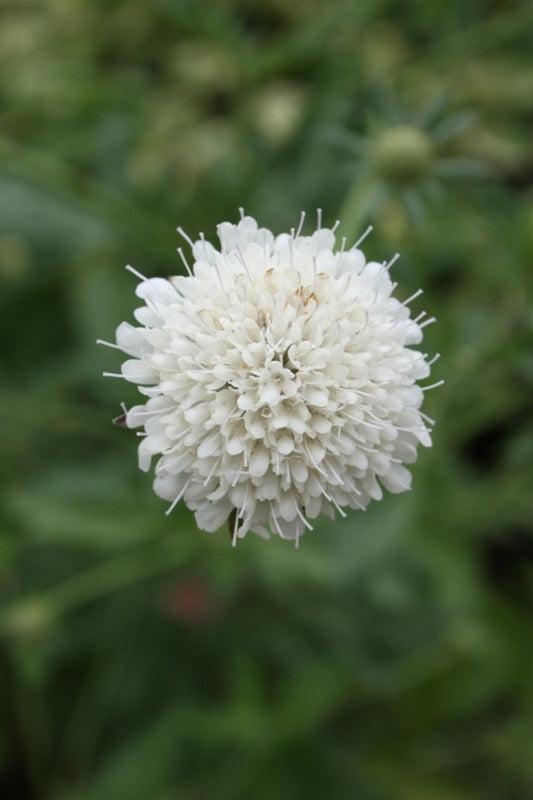 Image of Scabiosa drakensbergensis|Juniper Level Botanic Gdn, NC|JLBG