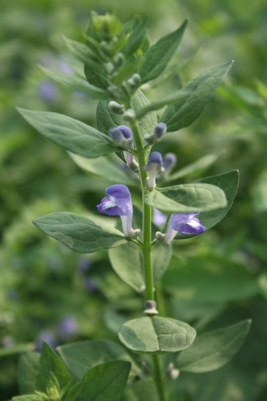 Image of Scutellaria incana|Juniper Level Botanic Gdn, NC|JLBG