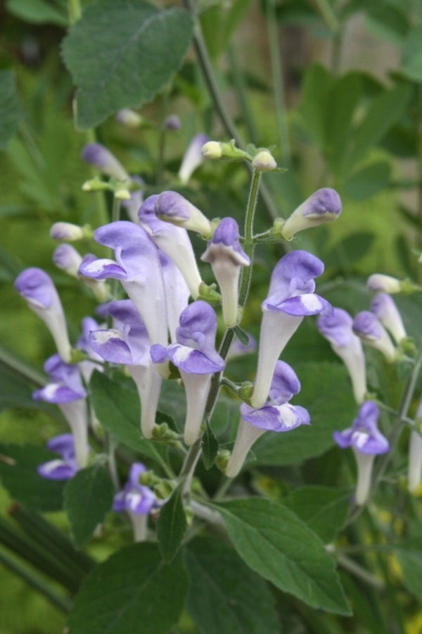 Image of Scutellaria montana 'Blue Sky'|Juniper Level Botanic Gdn, NC|JLBG