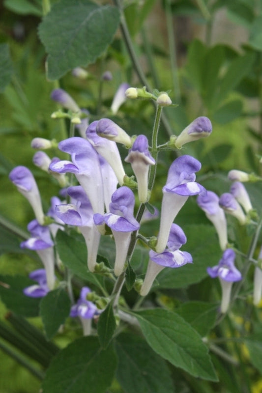 Image of Scutellaria montana 'Blue Sky'|Juniper Level Botanic Gdn, NC|JLBG