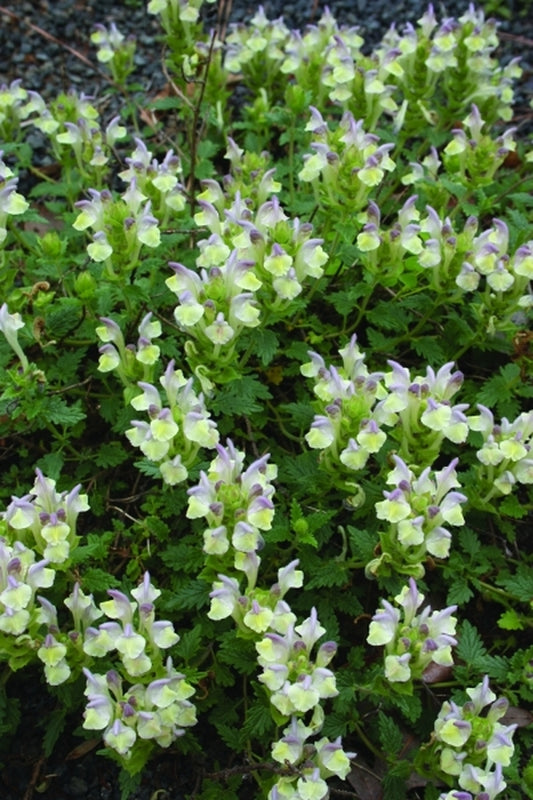 Image of Scutellaria orientalis ssp. oreophila 'Lilac Lullaby'|Juniper Level Botanic Gdn, NC|JLBG
