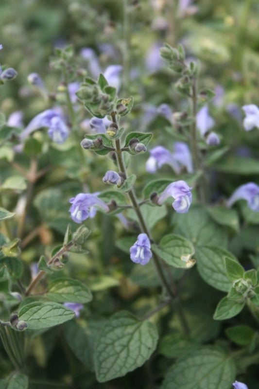 Image of Scutellaria ovata|Juniper Level Botanic Gdn, NC|JLBG