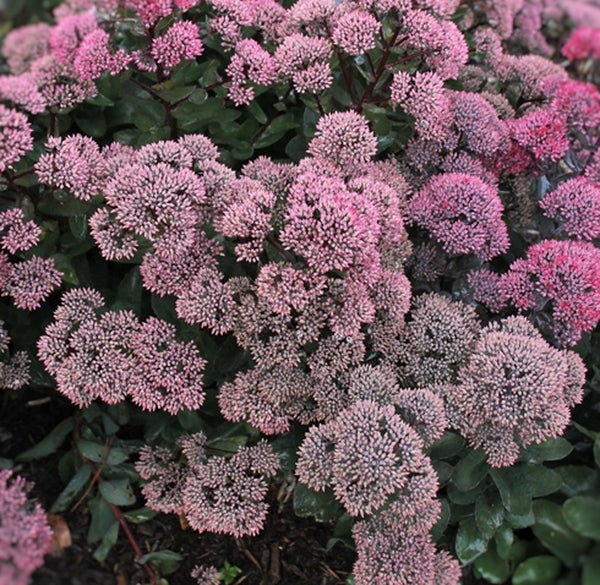 Image of Sedum 'Dynomite' PP 24,722|Juniper Level Botanic Gdn, NC|JLBG