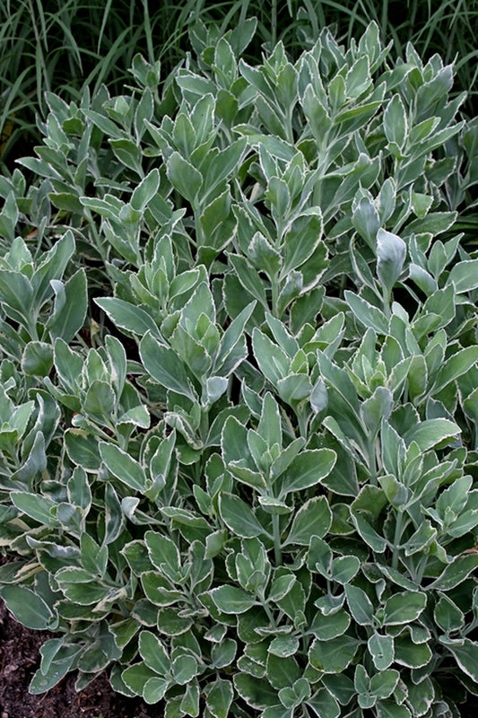 Image of Sedum 'Frosty Morn'||