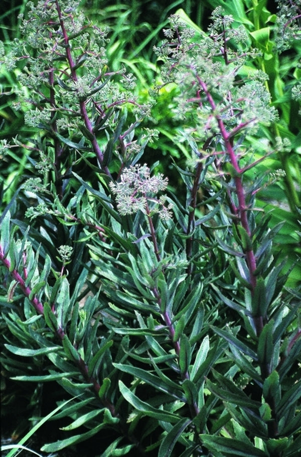 Image of Sedum 'Garnet Brocade' PP 16,350|Juniper Level Botanic Gdn, NC|JLBG
