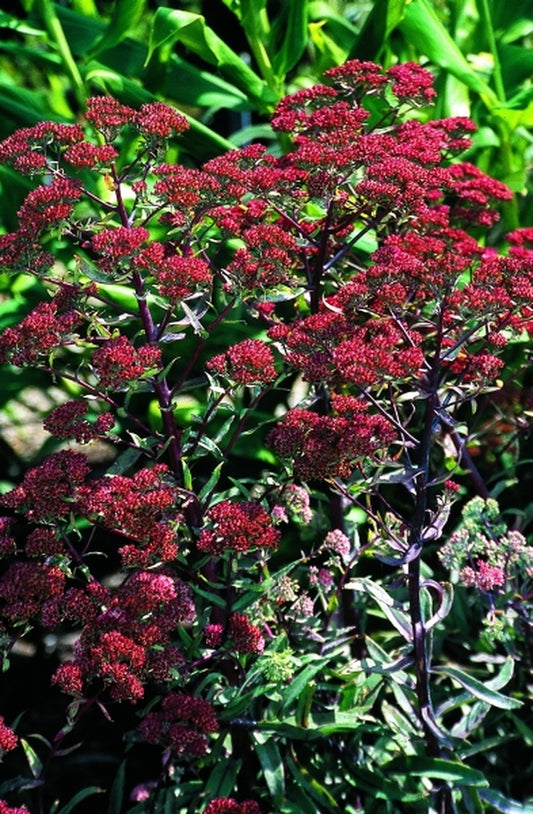 Image of Sedum 'Garnet Brocade' PP 16,350|Juniper Level Botanic Gdn, NC|JLBG