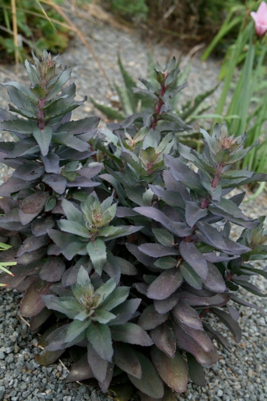 Image of Sedum 'Jose Aubergine'|Juniper Level Botanic Gdn, NC|JLBG